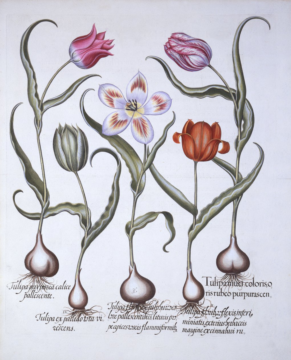 Tulpenarten, aus Hortus Eystettensis, von Basil Besler, 1613 von German School
