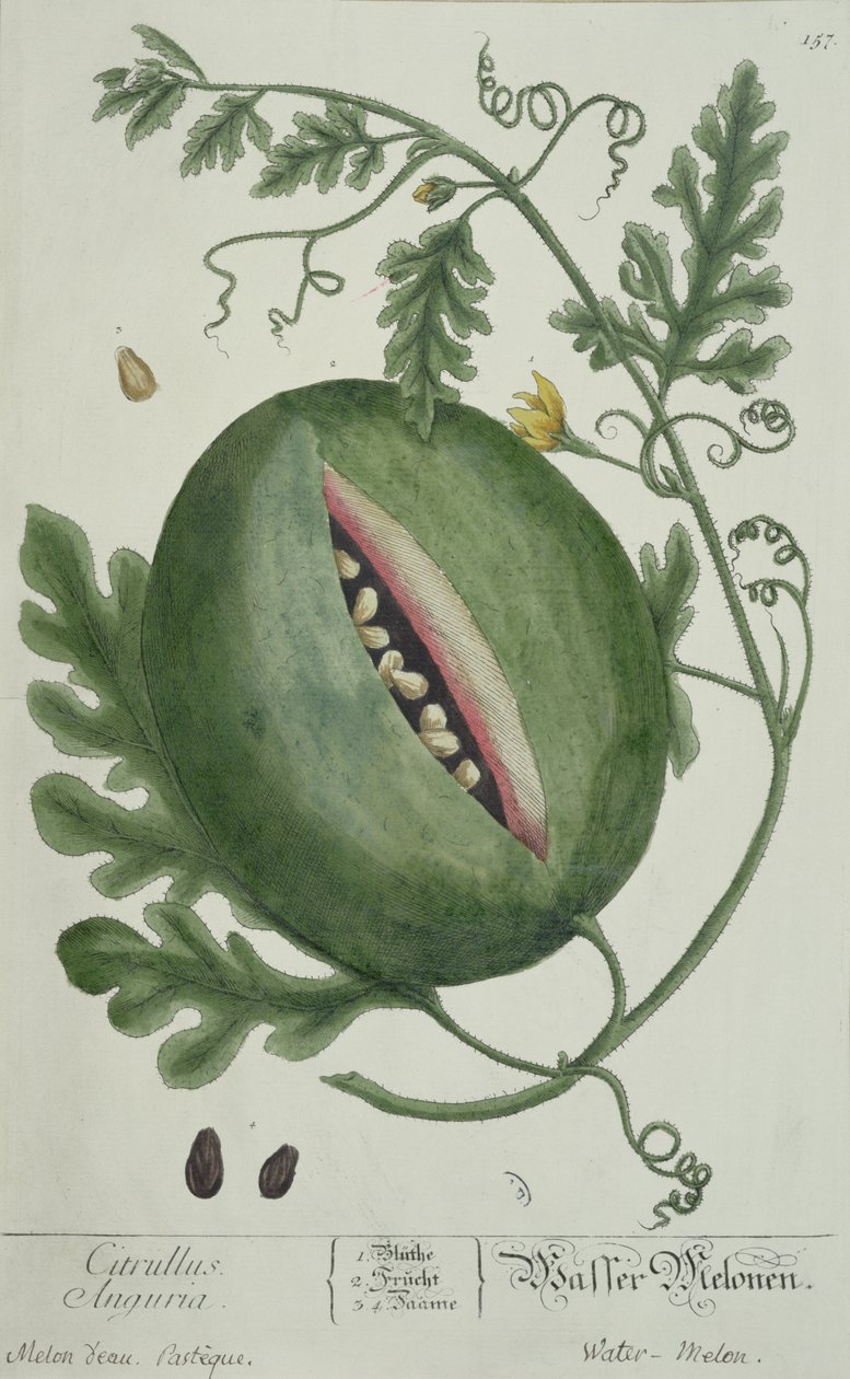 Wassermelone, aus Einem Neugierigen Kräuterbuch, deutsche Ausgabe, veröffentlicht 1757 von German School