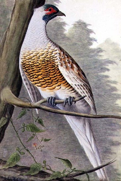 Weißer Fasan, ca. 1740 von German School