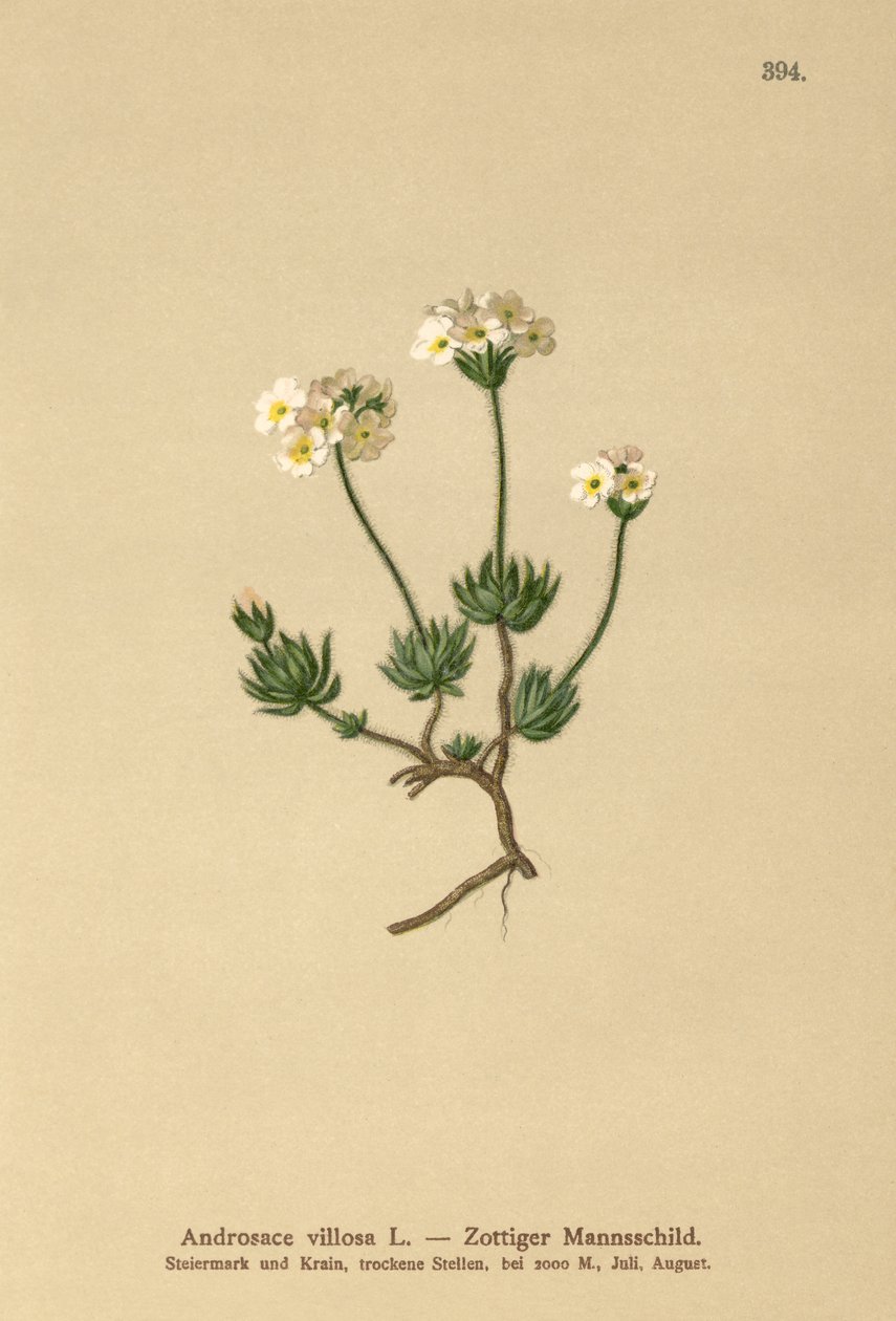 Wolliges Mannsschild (Androsace villosa) von German School
