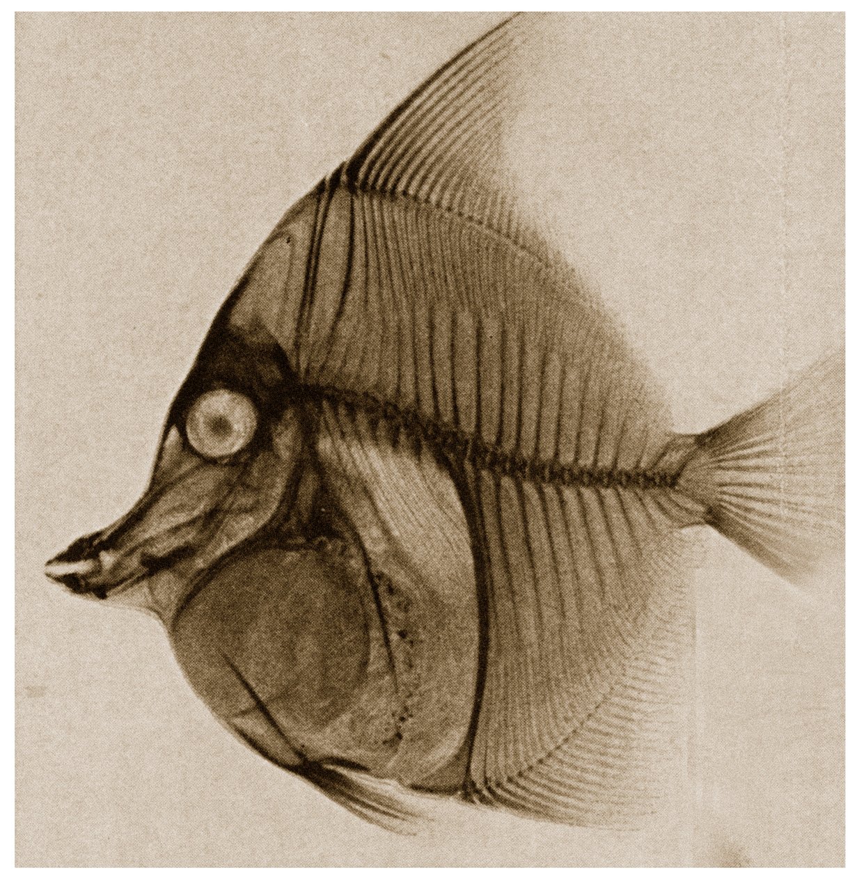 Röntgenaufnahme eines Fisches von German School