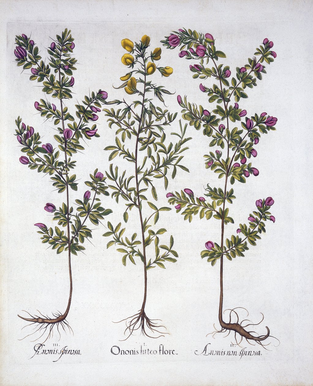 Gelber Hauhechel, Rosa Hauhechel und Rosa Dorniger Hauhechel, aus Hortus Eystettensis, von Basil Besler (1561-1629), veröffentlicht 1613 von German School