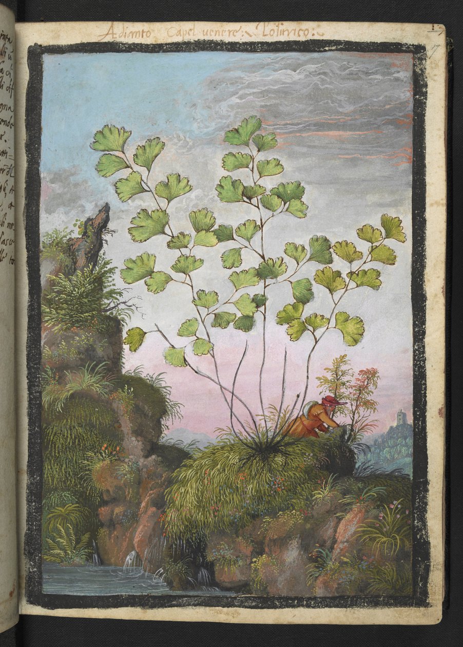 Adiantum capillus-veneris, aus "Paintings of Flora of the Roman States" von Gherardo Cibo von Gherardo Cibo