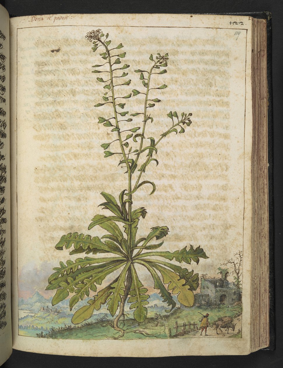 Capsella bursa-pastoris, aus 