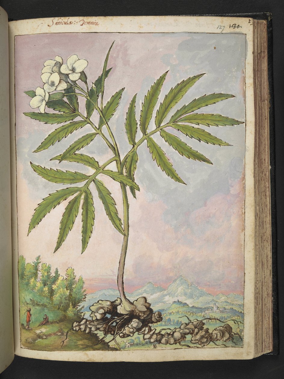 Cardamine heptaphylla, aus 
