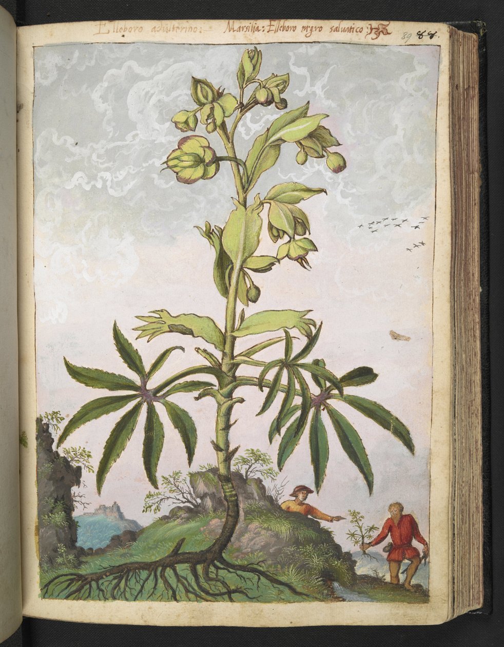 Helleborus foetidus, aus "Gemälde der Flora der römischen Staaten" von Gherardo Cibo, Add MS 22333, f089r, ca. 1564-84 von Gherardo Cibo