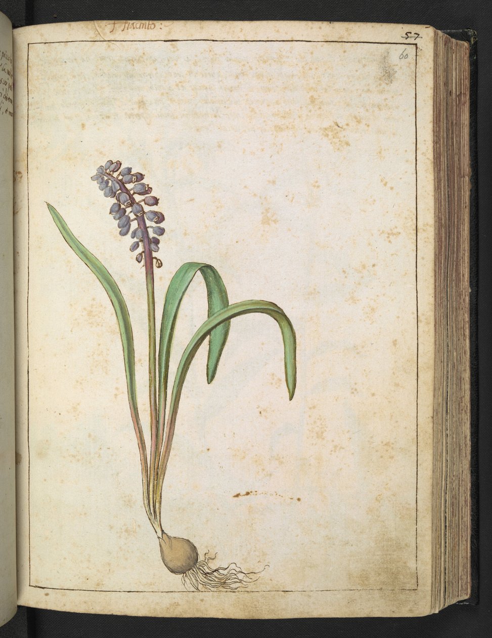 Hyacinthus, aus "Paintings of Flora of the Roman States" von Gherardo Cibo von Gherardo Cibo