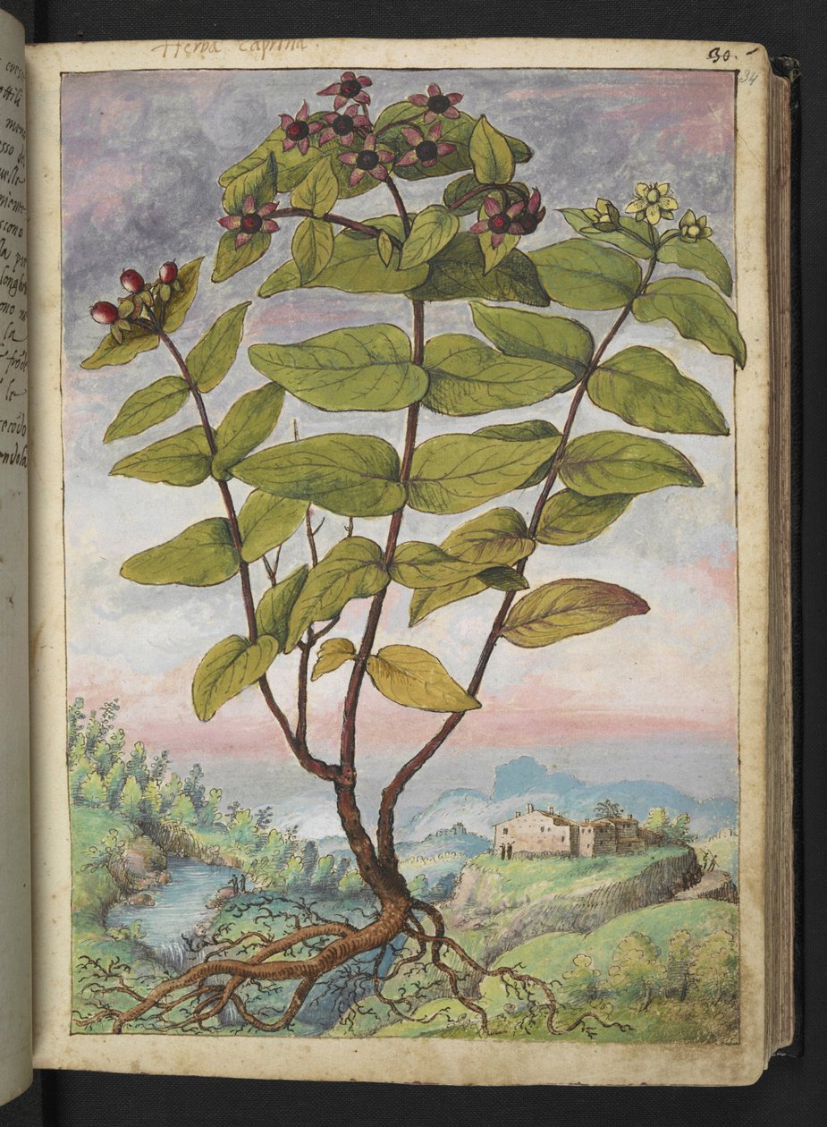 Hypericum hircinum, aus "Paintings of Flora of the Roman States" von Gherardo Cibo von Gherardo Cibo