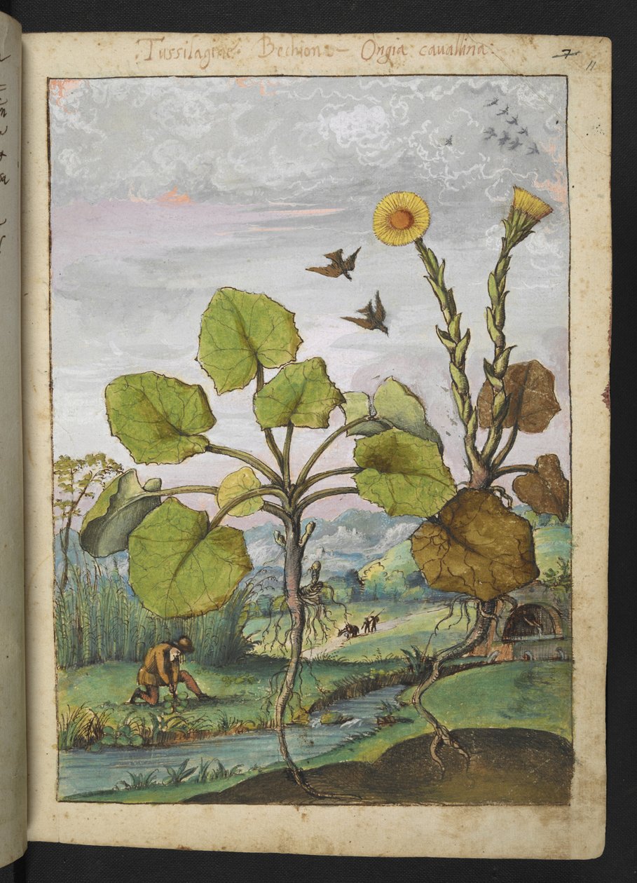 Ligularia tussilaginea (Leopardenpflanze), aus "Paintings of Flora of the Roman States" von Gherardo Cibo von Gherardo Cibo