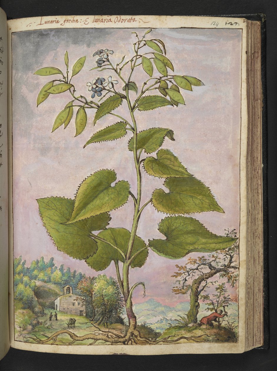 Lunaria rediviva, aus 