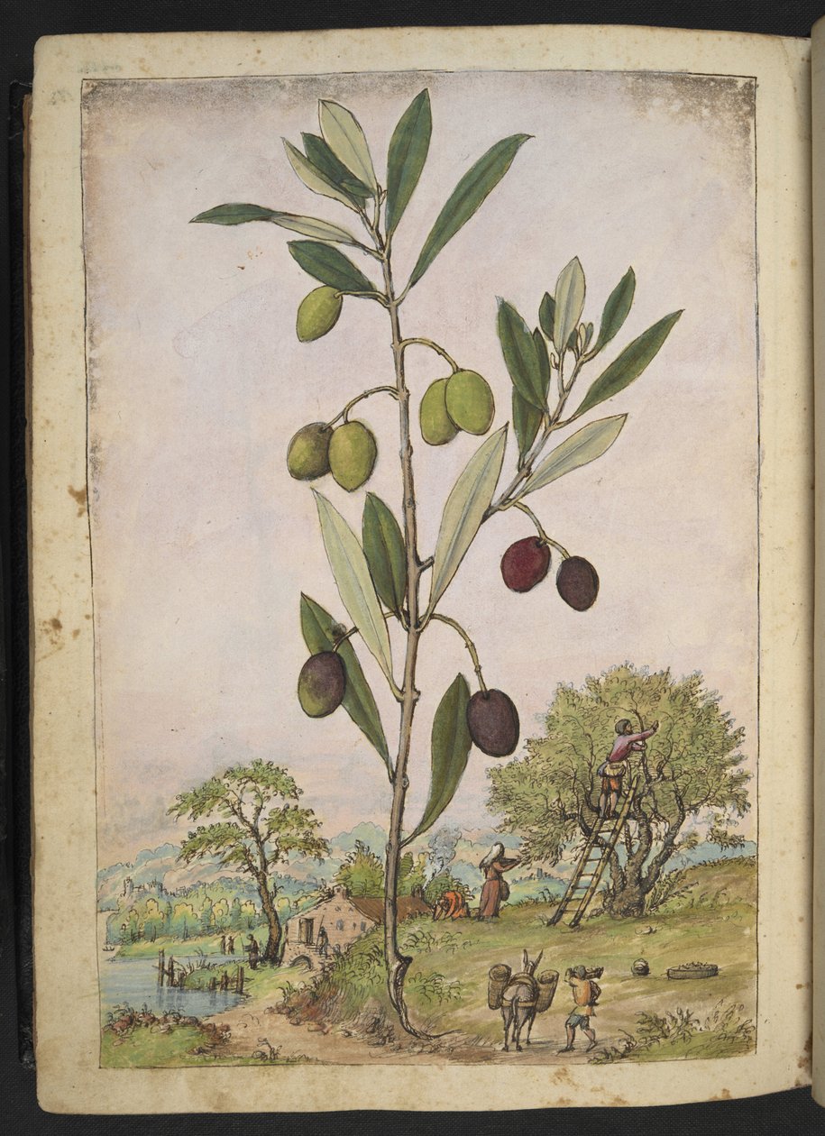 Olea europaea (Olivenbaum), aus "Gemälde der Flora der römischen Staaten" von Gherardo Cibo von Gherardo Cibo