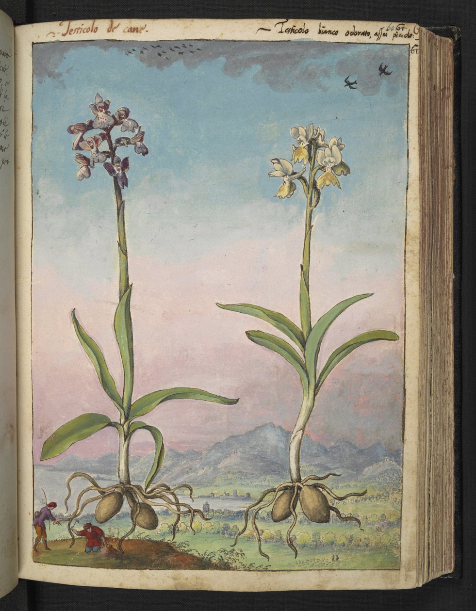 Orchis pallens: Zwei blühende Pflanzen, aus 