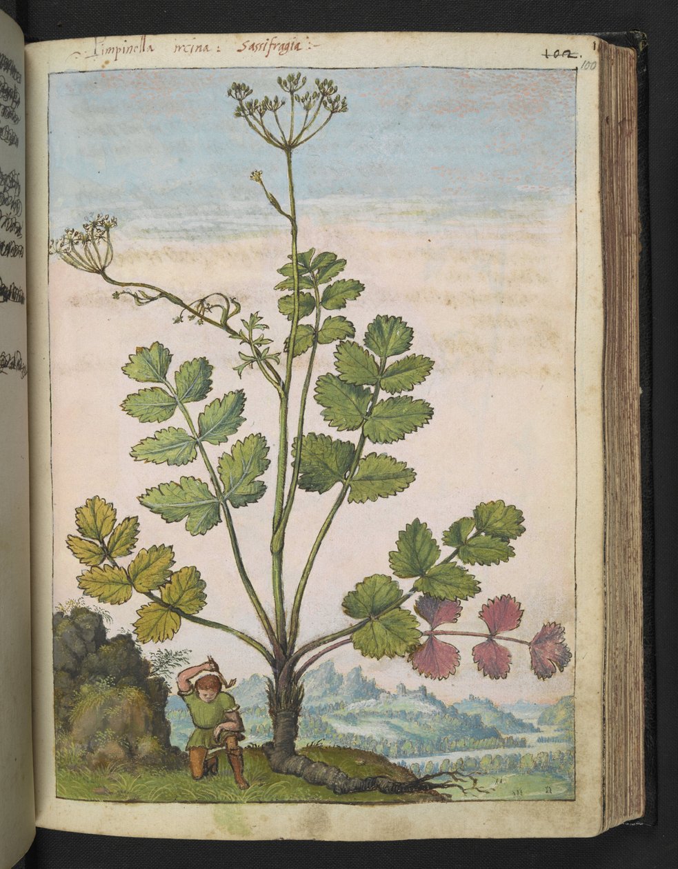 Pimpinella major, aus 
