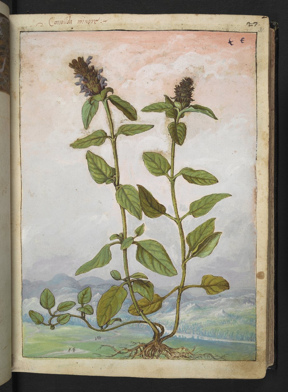 Symphytum bulbosum (Knollen-Beinwell), aus "Paintings of Flora of the Roman States" von Gherardo Cibo von Gherardo Cibo