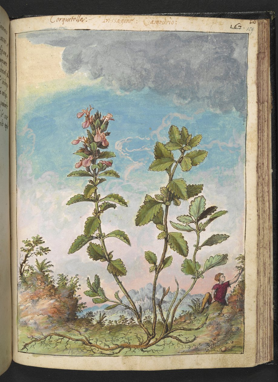 Teucrium chamaedrys (Edel-Gamander), aus 