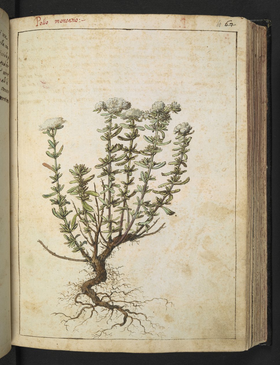 Teucrium montanum, aus 