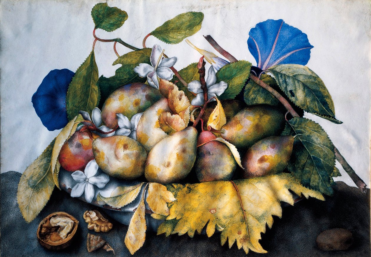 Teller mit Pflaumen, Jasmin und Nüssen. Malerei auf Pergament von Giovanna Garzoni (1600-1670) von Giovanna Garzoni