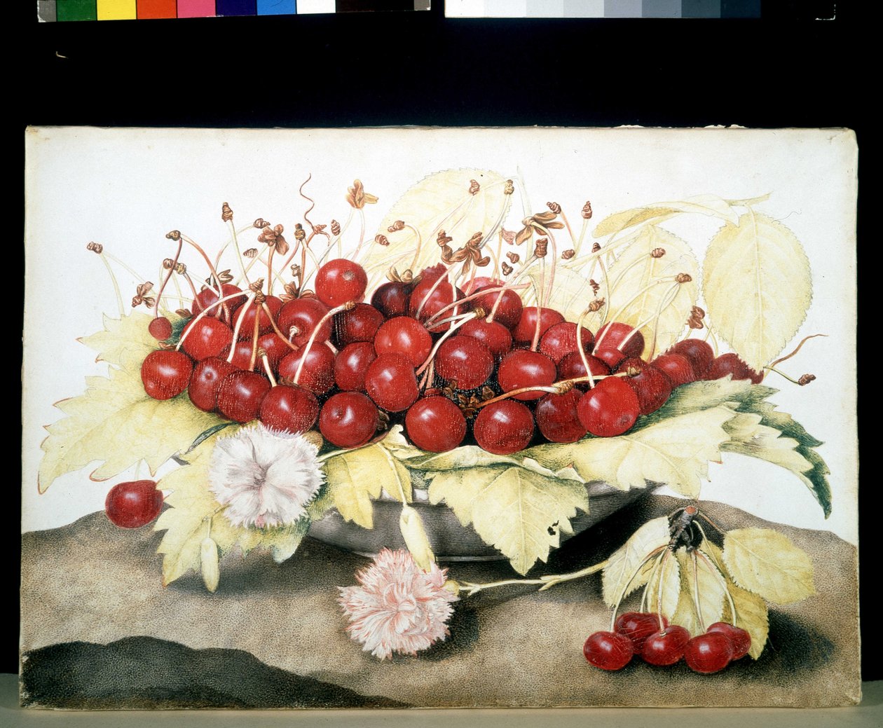 Unbekanntes Bild von Giovanna Garzoni