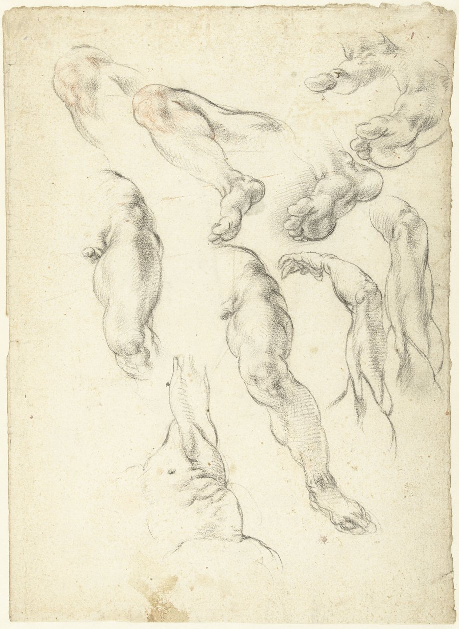 Studienblatt mit Armen und Beinen von Giovanni Alberti