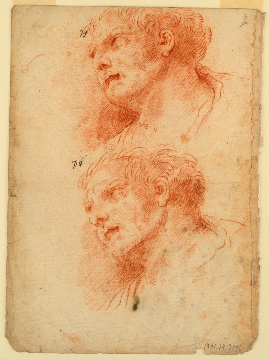 Vier Studien nach dem Kopf eines Mannes von Giovanni Giardini
