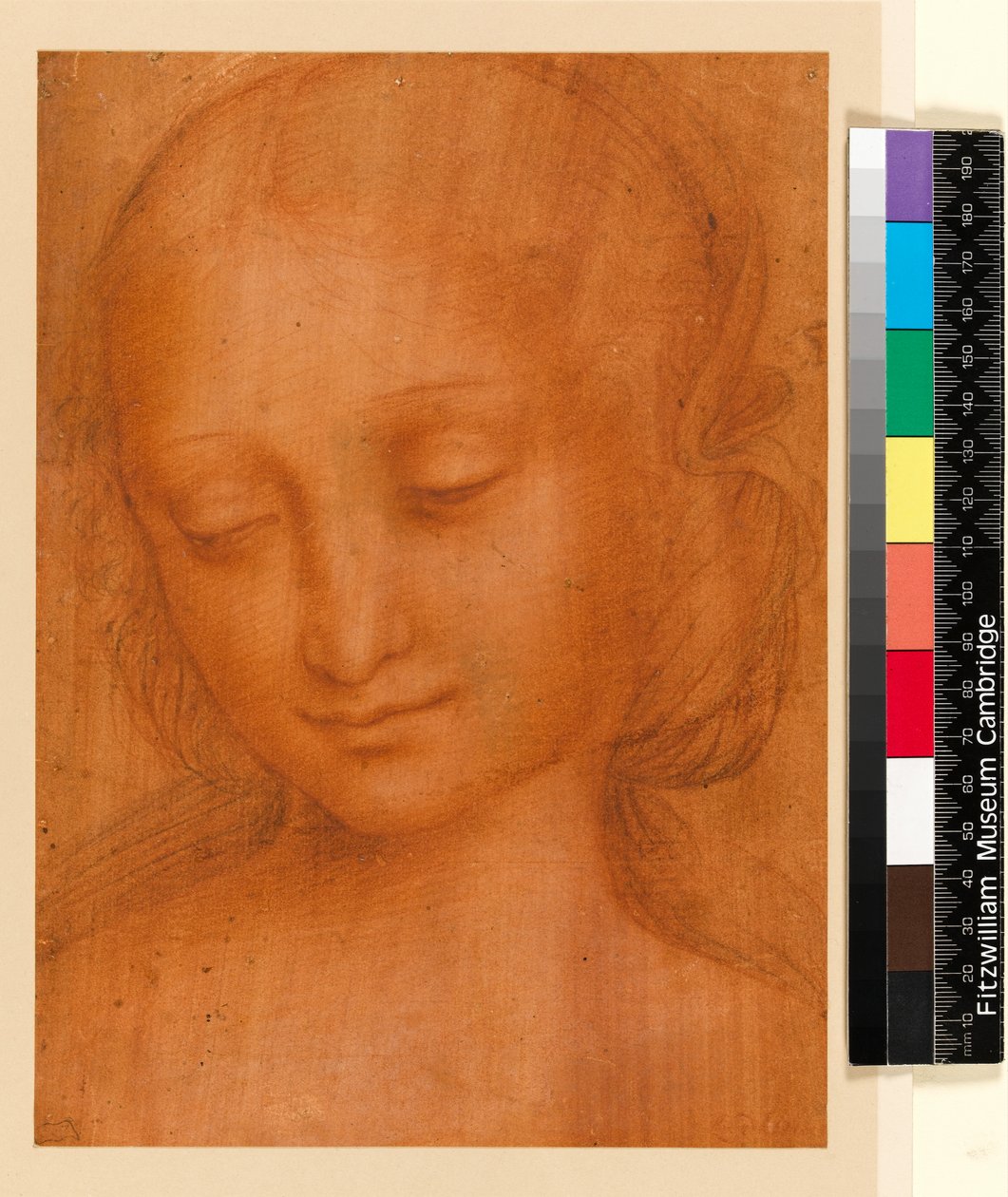 Kopf einer Frau von Giovanni Pietro Rizzoli Giampietrino