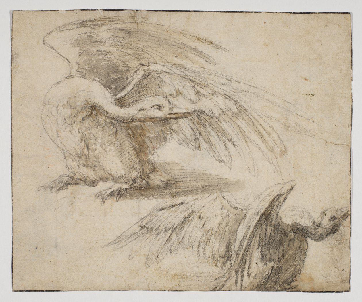 Zwei Schwäne, recto von Giovanni da Udine (after)