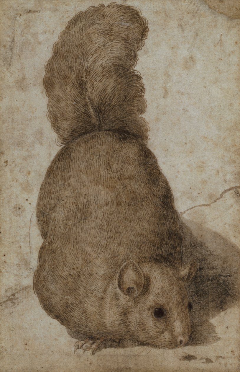 Ein Eichhörnchen von Giovanni da Udine (attr. to)