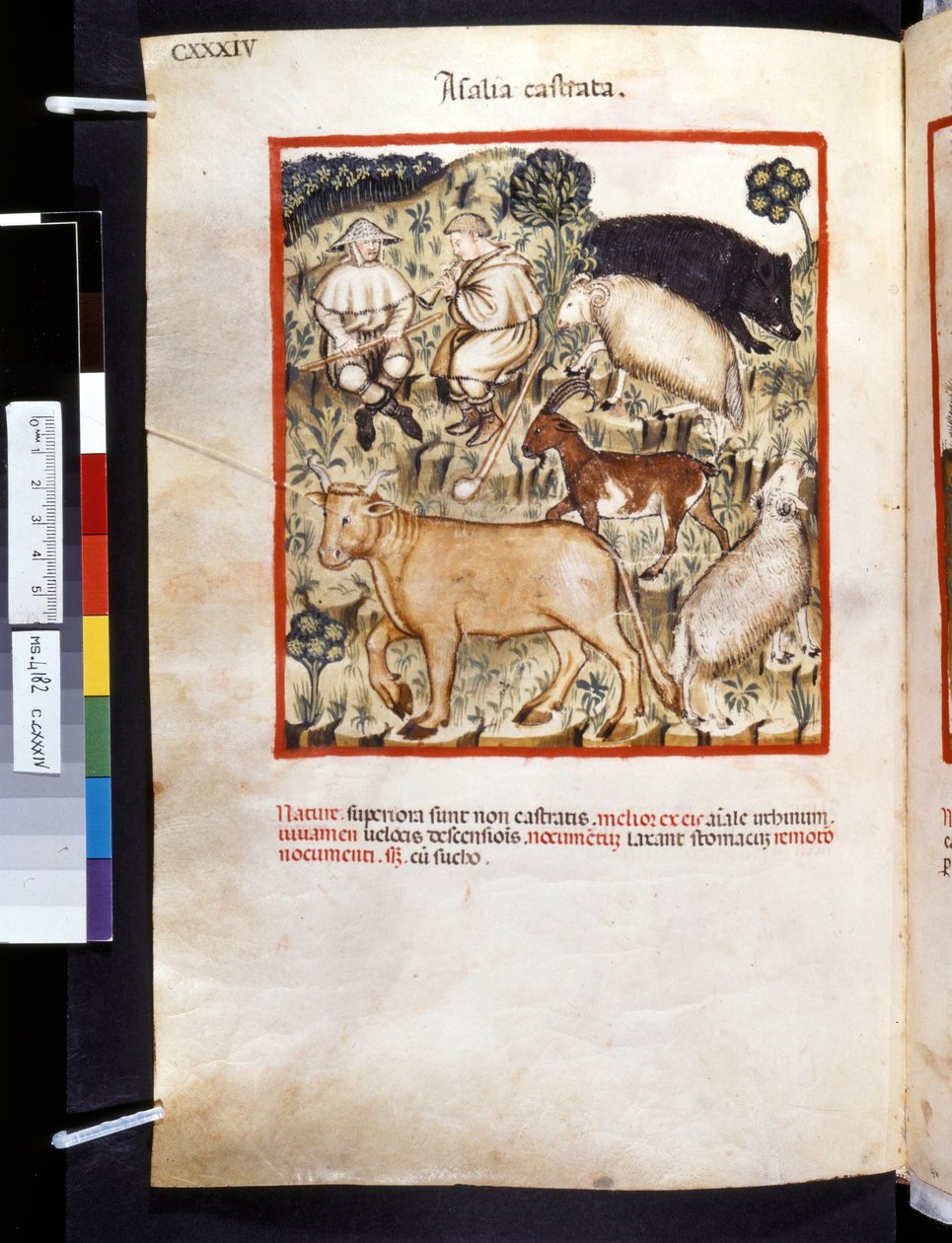 Theatrum sanitatis von Ububchasym de Baldach: 