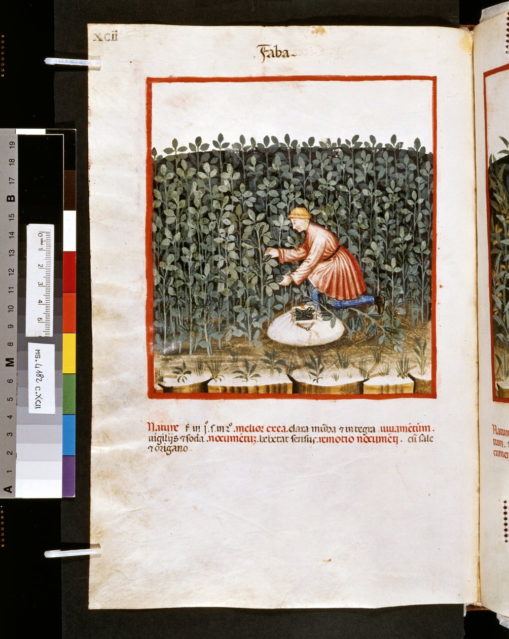 Theatrum sanitatis von Ububchasym de Baldach: 