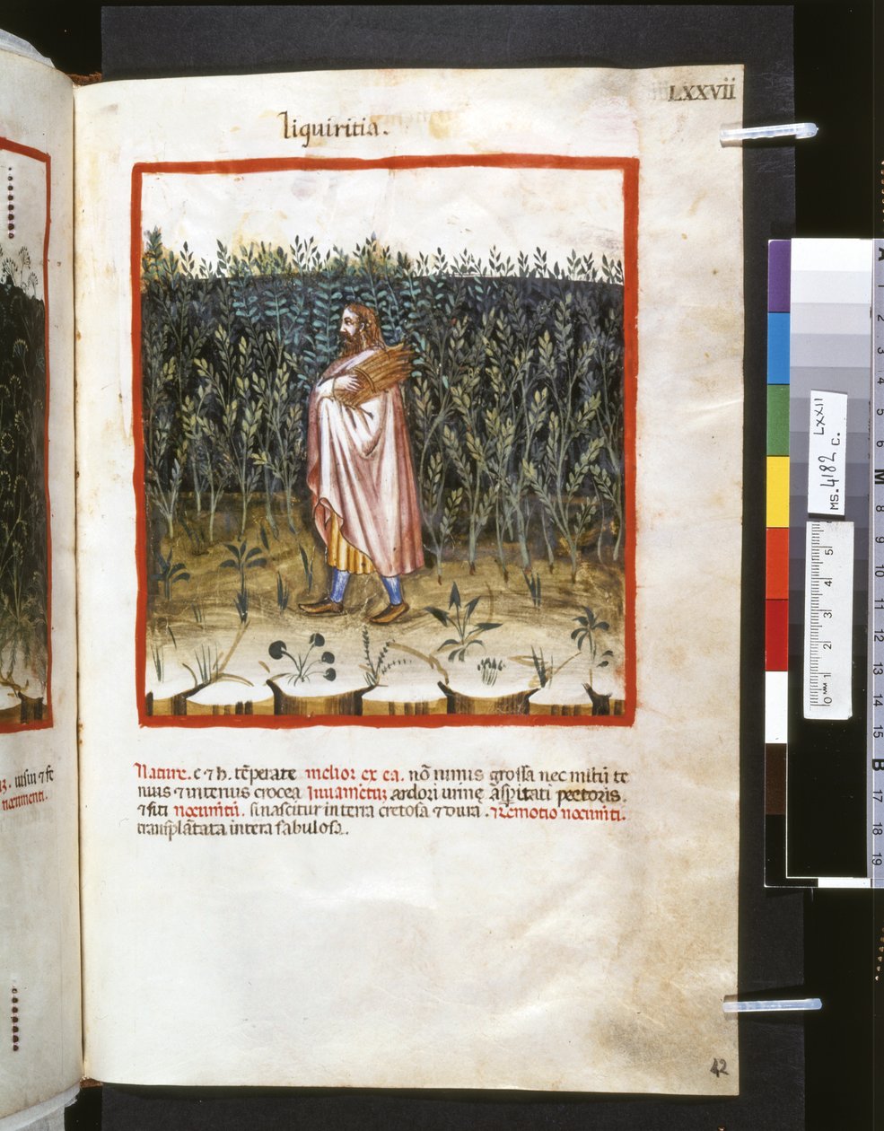 Theatrum sanitatis von Ububchasym de Baldach: 