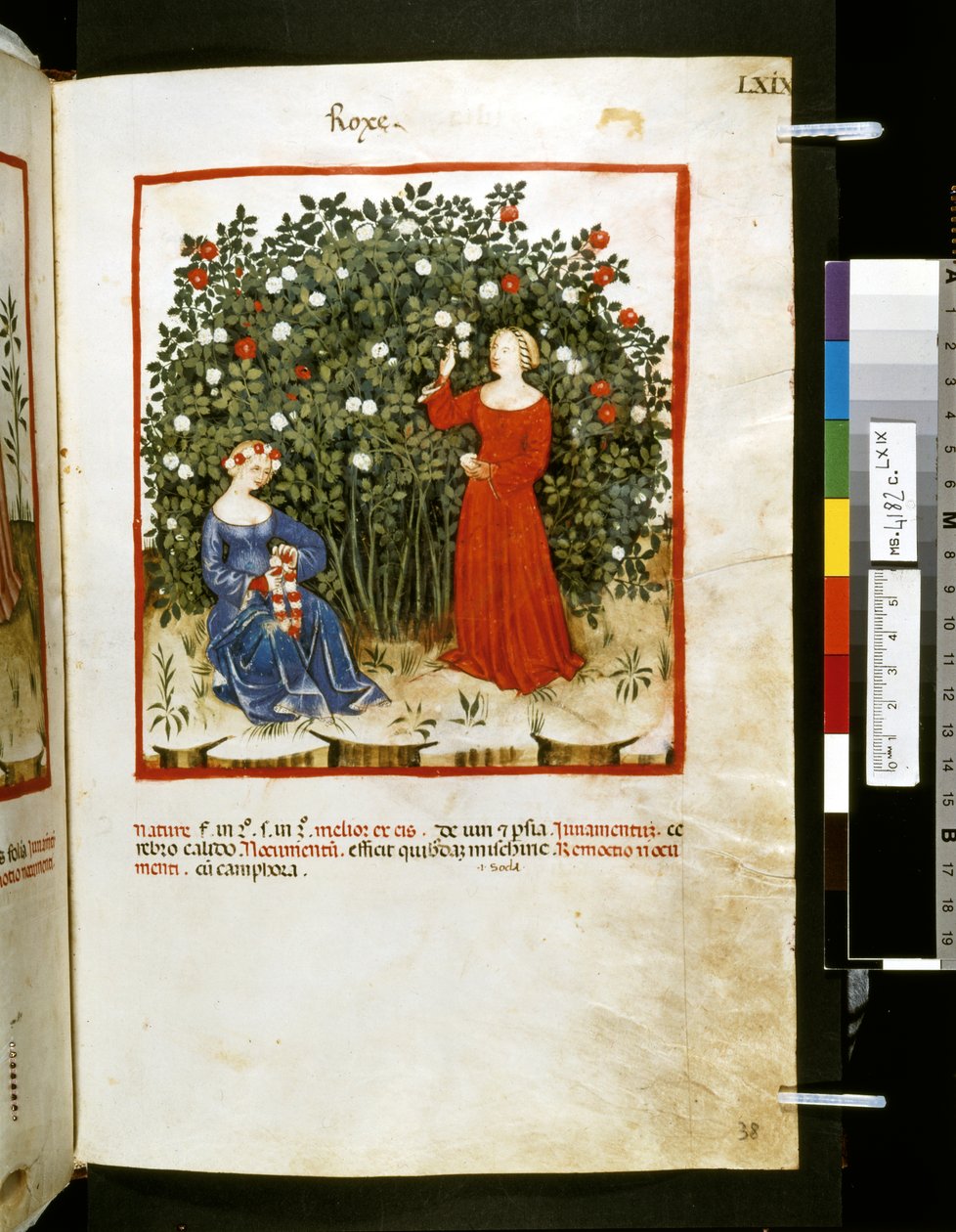 Theatrum sanitatis von Ububchasym de Baldach: 