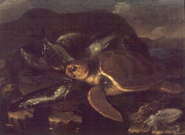 Stillleben mit einem Fisch und einer Schildkröte von Giuseppe Recco