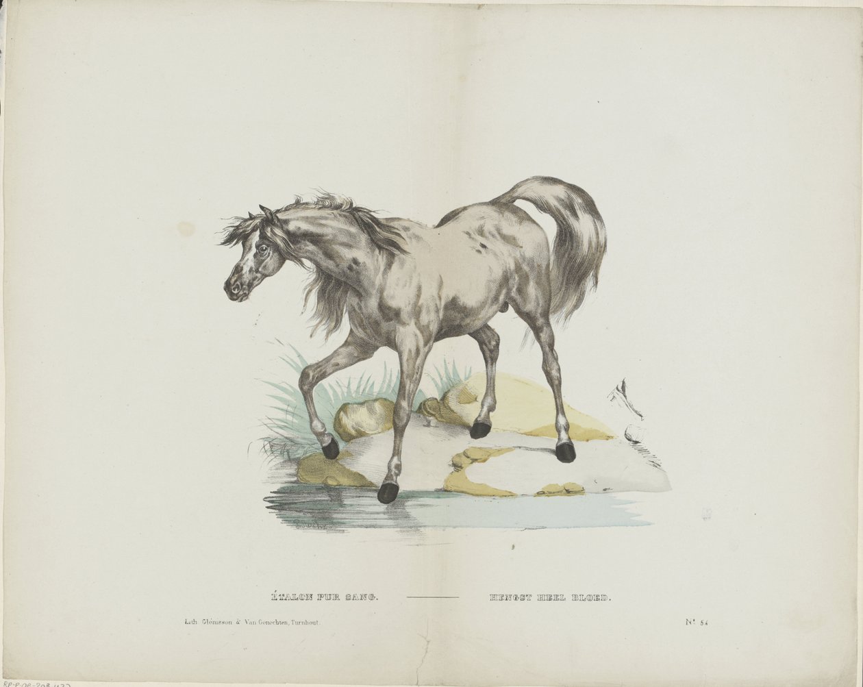 Vollbluthengst von Glenisson and Van Genechten
