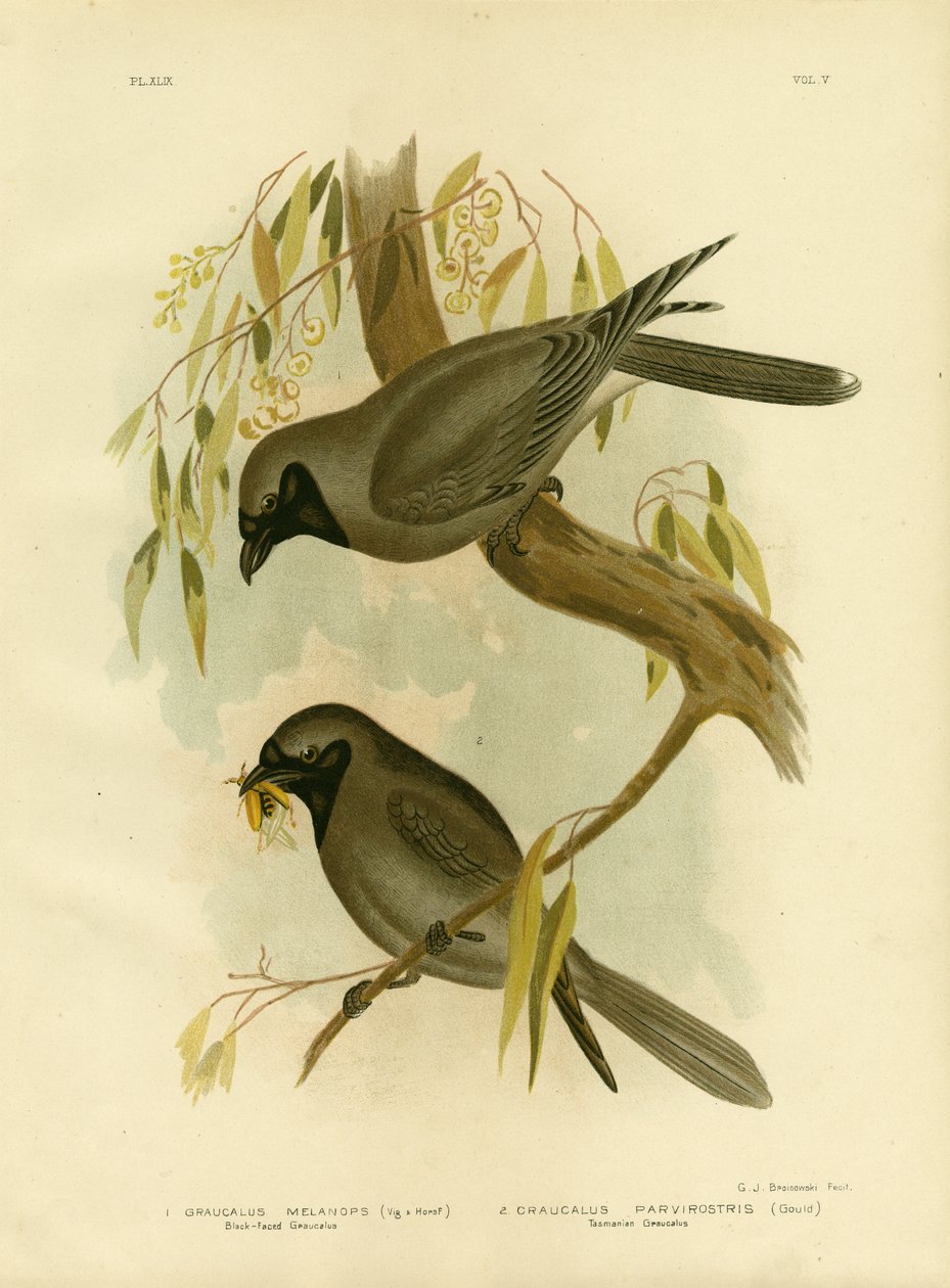 Schwarzgesichtiger Würger, 1891 von Gracius Broinowski