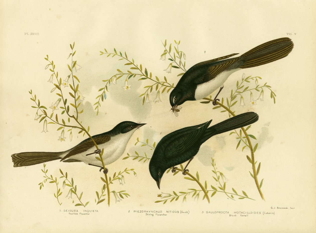 Unruhiger Fliegenschnäpper, 1891 von Gracius Broinowski
