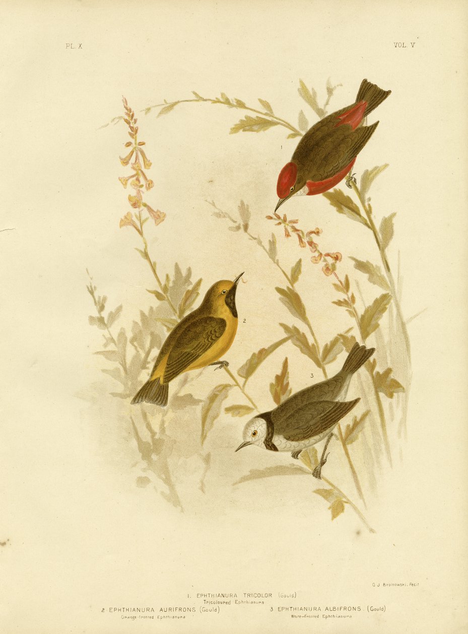 Dreifarbige Ephthianura, 1891 von Gracius Broinowski