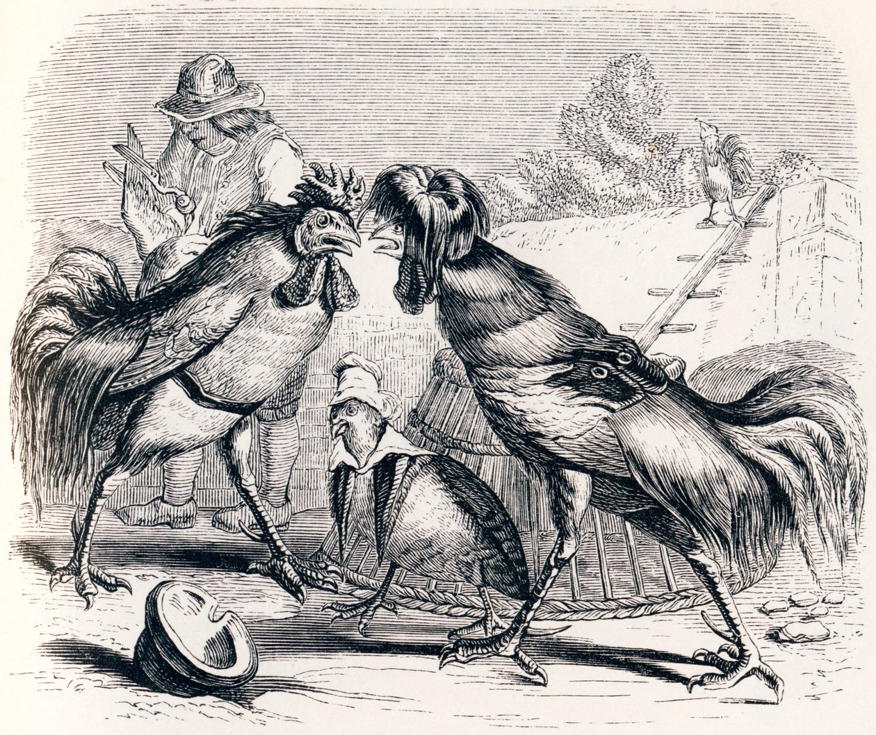 Das Rebhuhn und die zwei Hähne - Fabeln von La Fontaine von Grandville