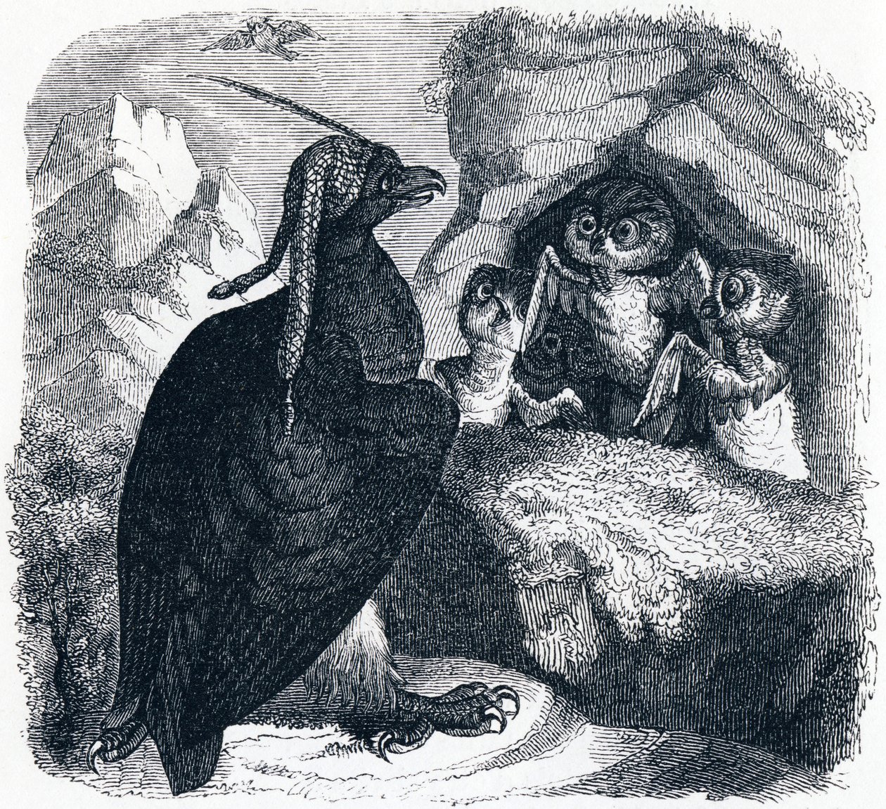 Der Adler und die Eule, Illustration aus 