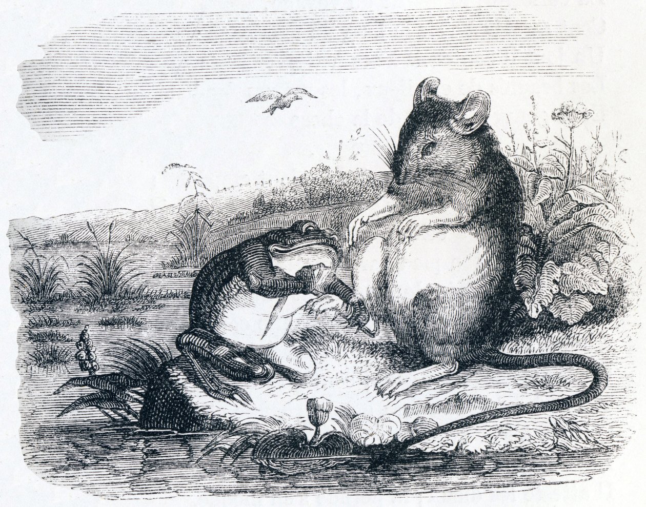 Der Frosch und die Ratte - Fabeln von La Fontaine von Grandville