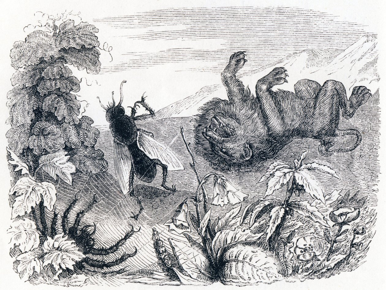 Der Löwe und der Nebel - Fabeln von La Fontaine von Grandville