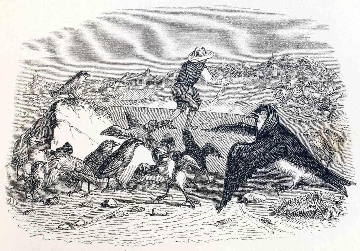 Die Schwalbe und die kleinen Vögel - Fabeln von La Fontaine von Grandville