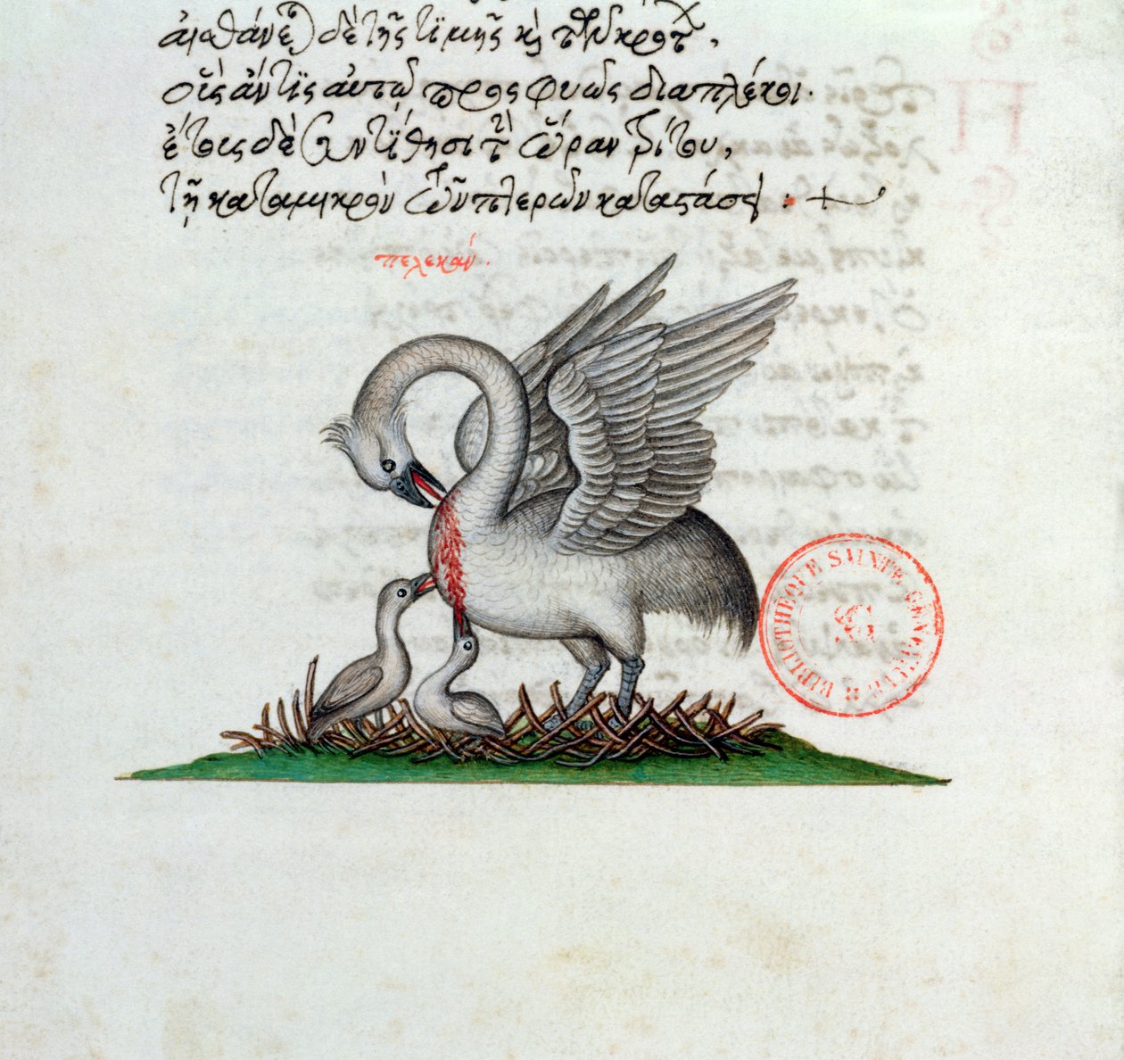 Ms 3401 Ein Pelikan, der seine Brust durchbohrt, um seine Jungen zu füttern, aus einem Bestiarium von Manuel Philes, 1566 von Greek School