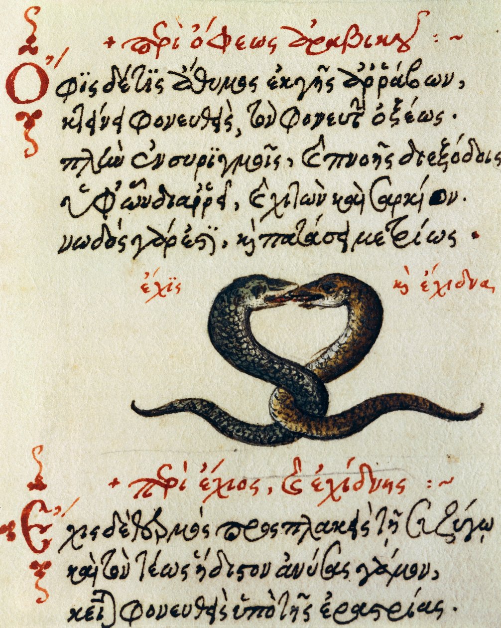 Schlangenkopplung, Test und Miniatur aus De animalium natura et proprietate libellus, von Aelianus von Greek School