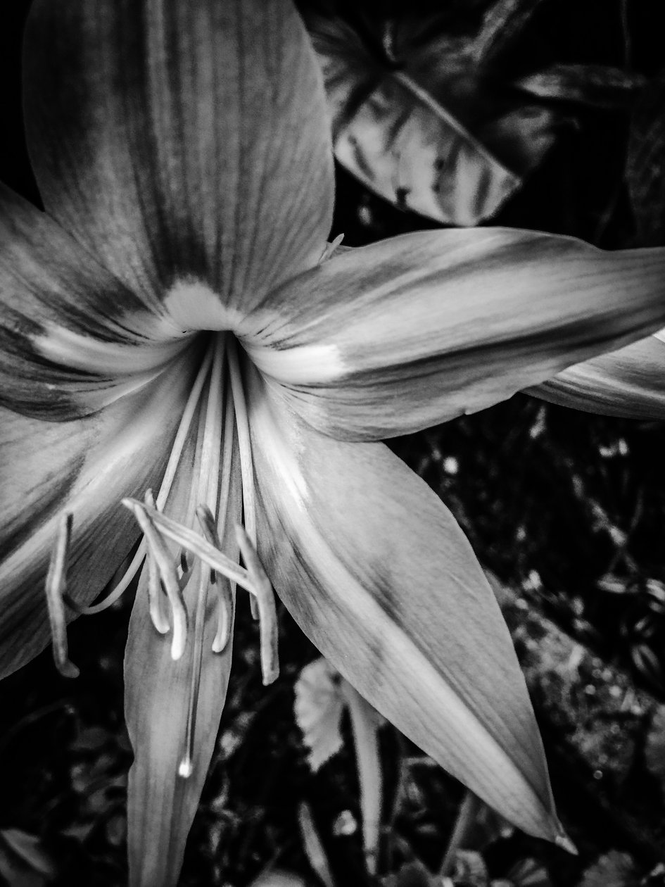 Blume Nr. 14, 2025 von Guilherme Pontes