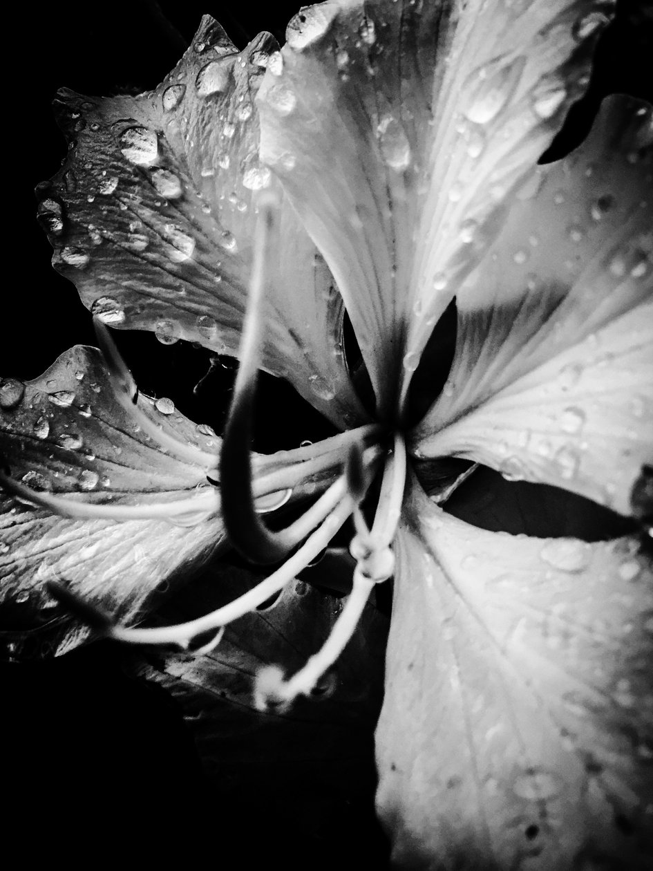 Blume Nr. 19, 2025 von Guilherme Pontes