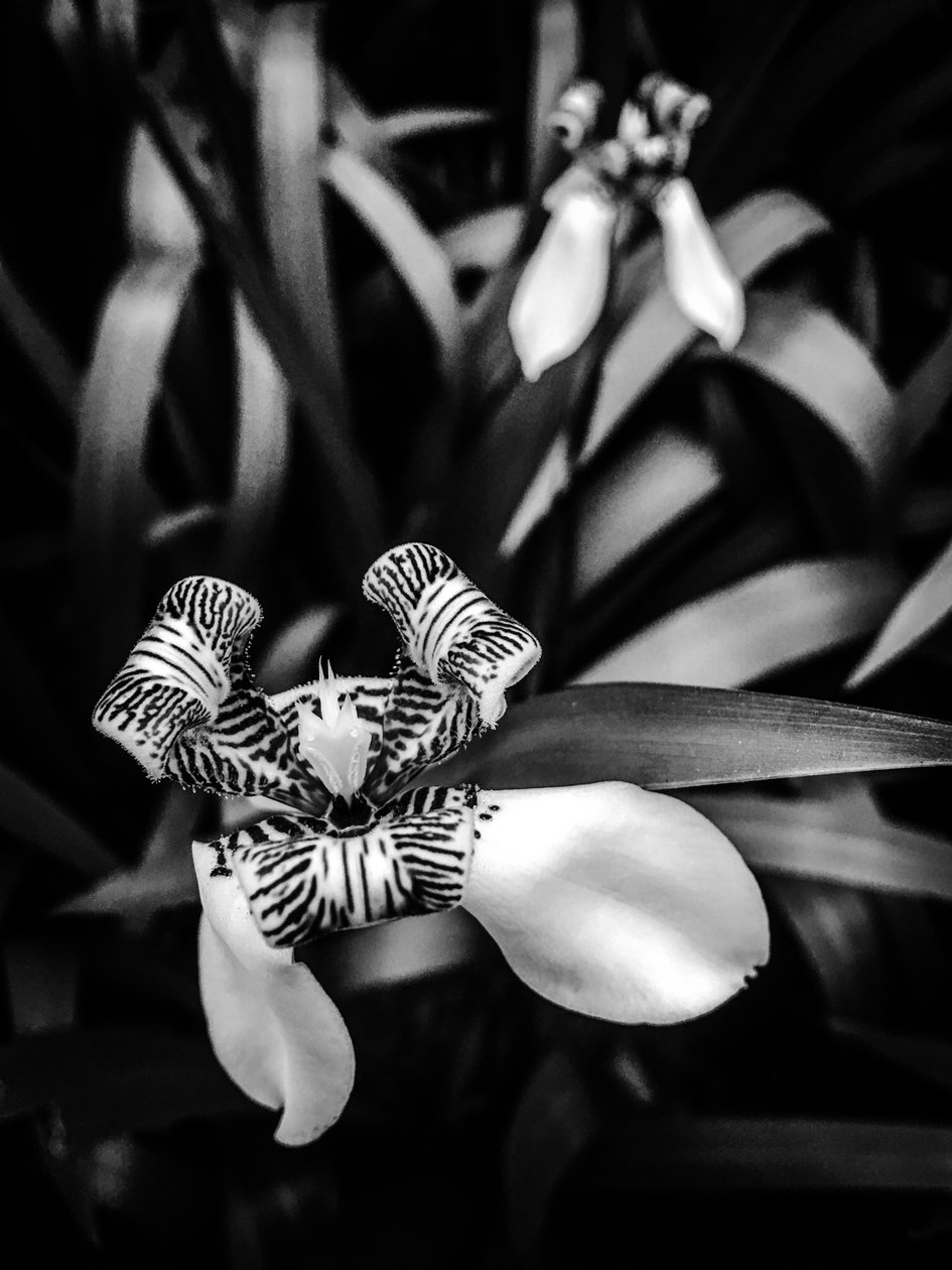 Blume Nr. 1, 2025 von Guilherme Pontes