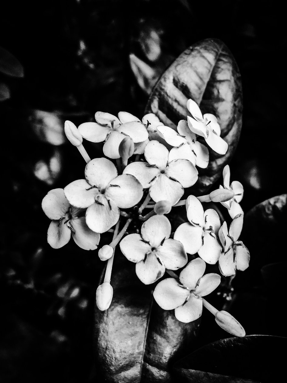 Blume Nr. 24, 2025 von Guilherme Pontes