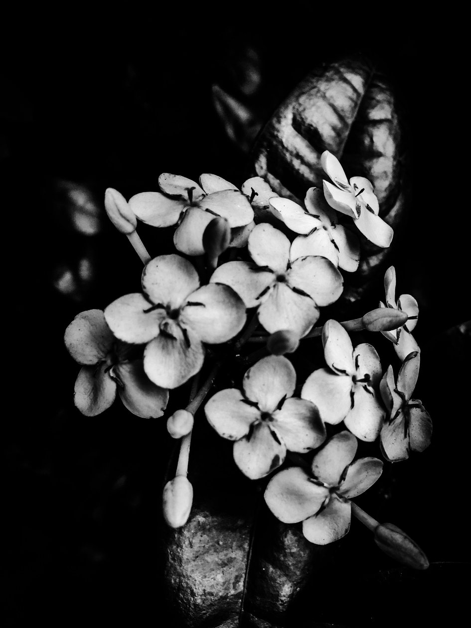 Blume Nr. 29, 2025 von Guilherme Pontes