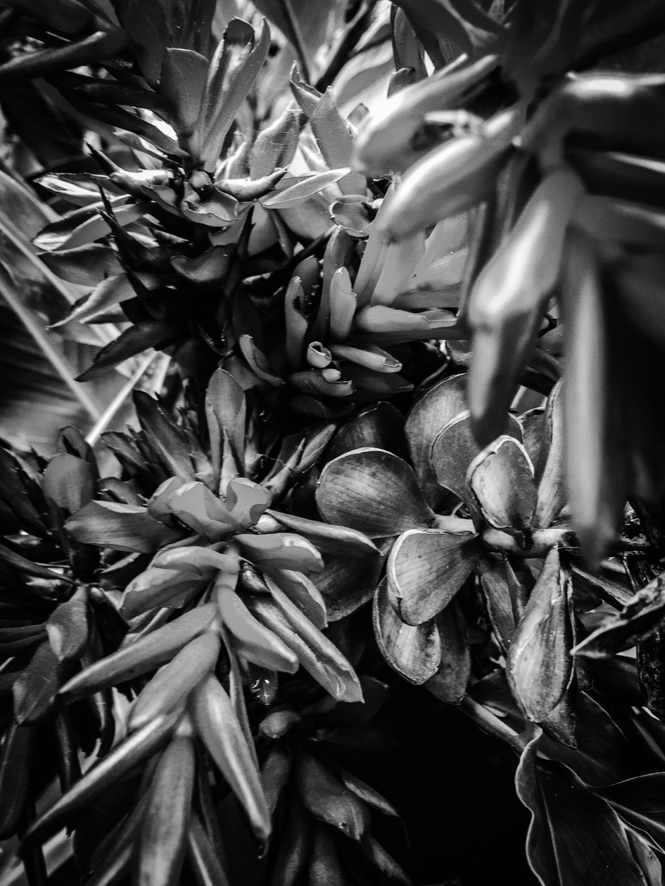 Blume Nr. 30 von Guilherme Pontes
