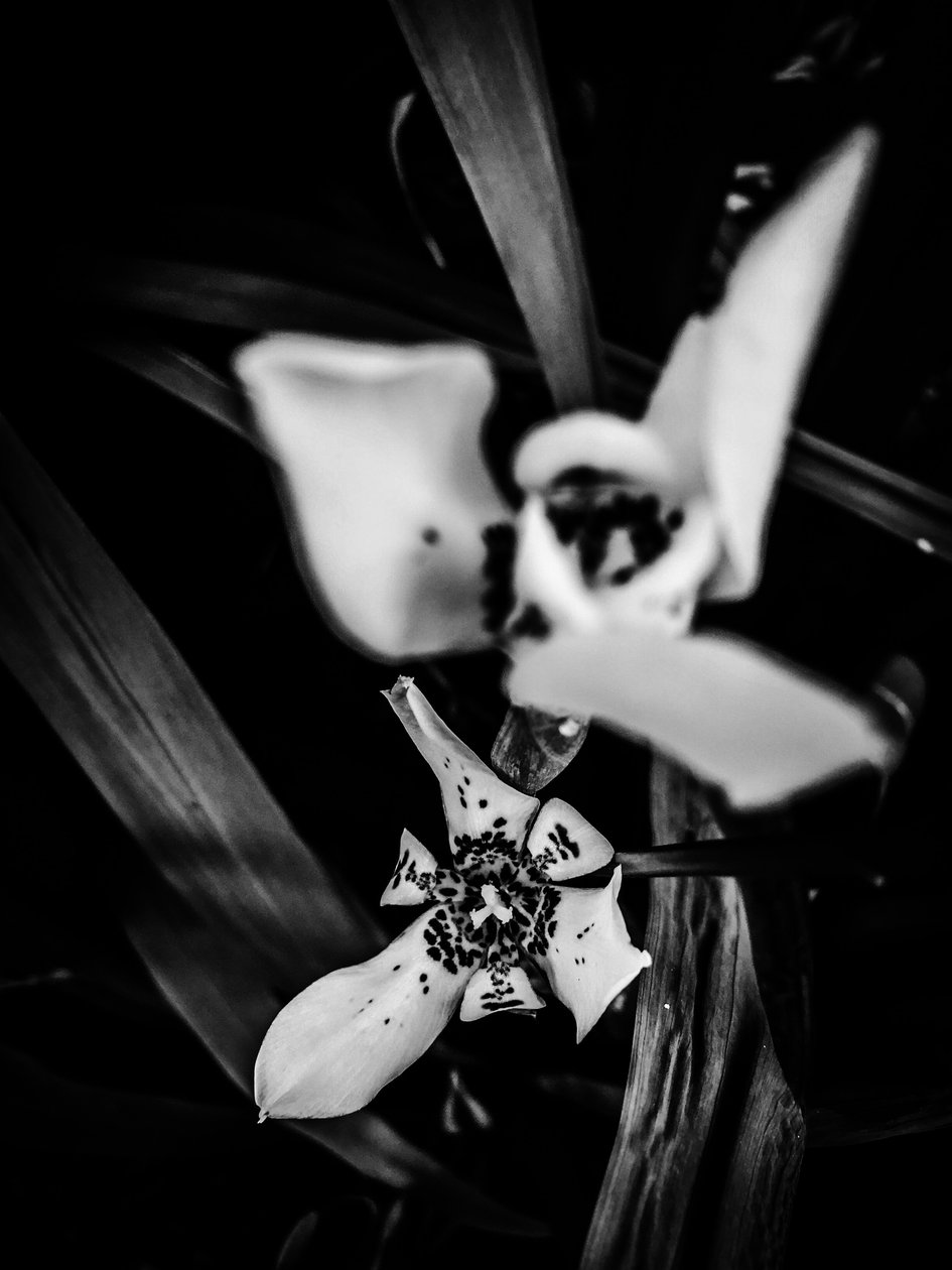 Blume Nr. 31, 2025 von Guilherme Pontes